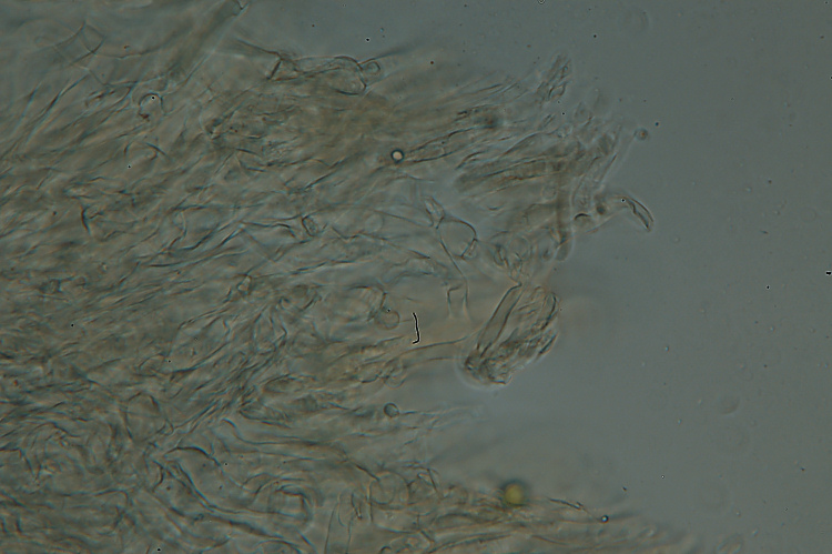 Poliporacea isolata. (Boletopsis leucomelaena)